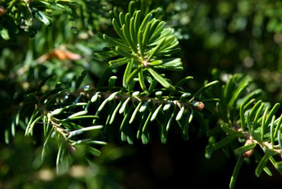 Abies koreana 'Silberlocke' - jedle korejská - jehlice